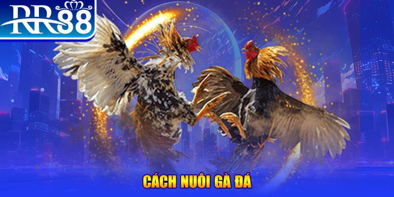 33win69 Ws168 Đá Gà